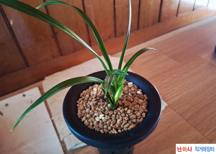 산채출발입변호