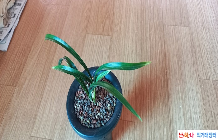 진청후육황산반