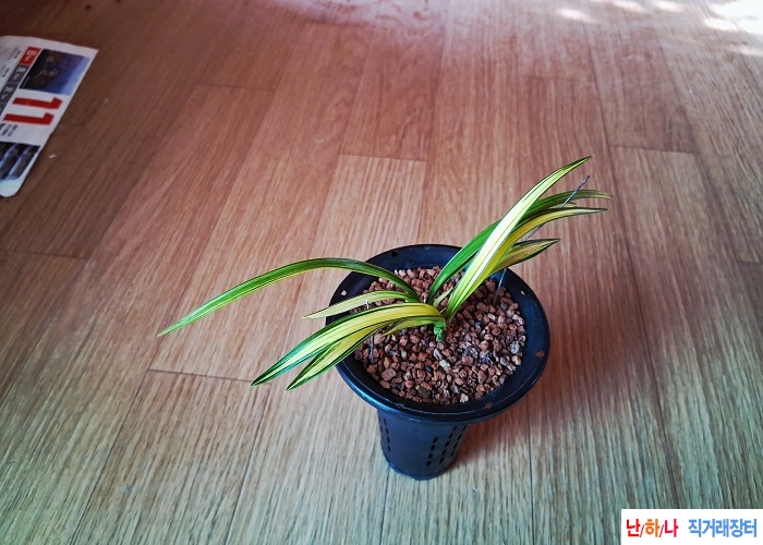 초광엽황산반중투