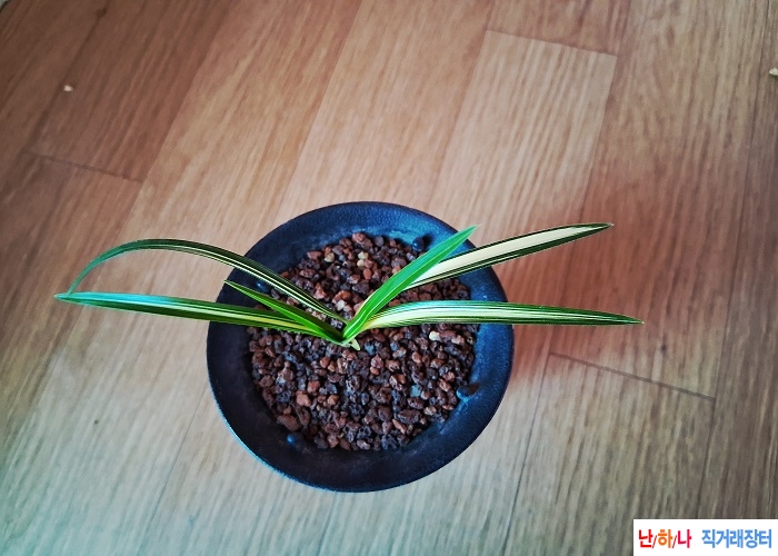 산채출발황중투