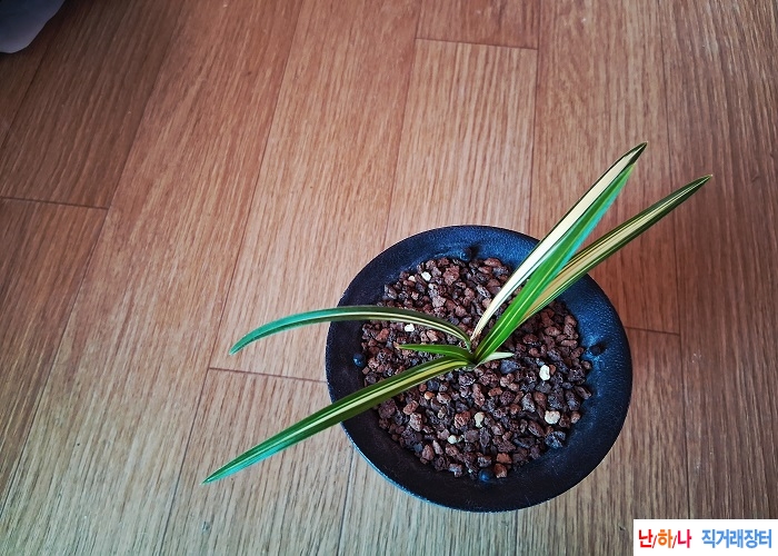 저렴종자목중투