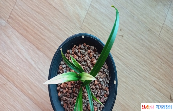 산채출극황색산반
