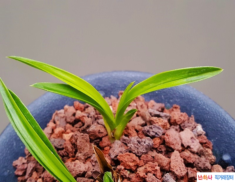 종자하세요. (단엽서반?