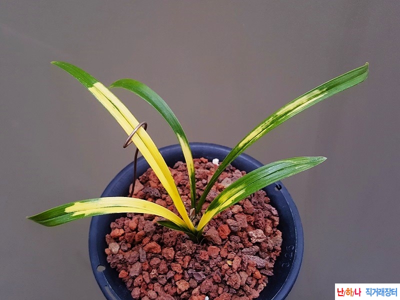 종자하세요. (극황/호?