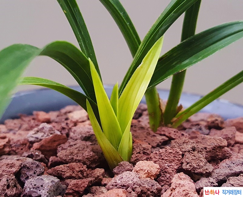 종자하세요. (장단엽성?