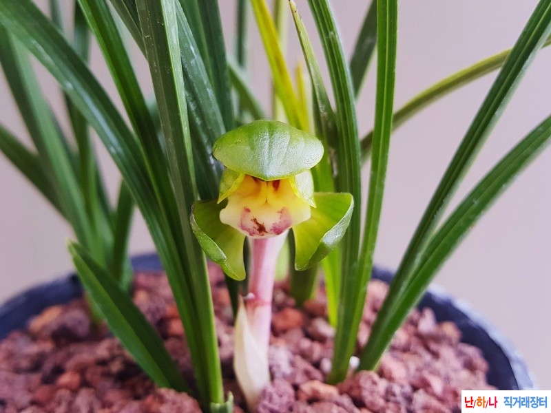 꽃보세요. (두화/꽃대1)