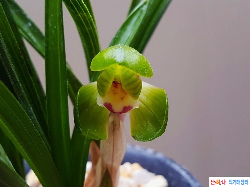 꽃보세요. (대두화/꽃?