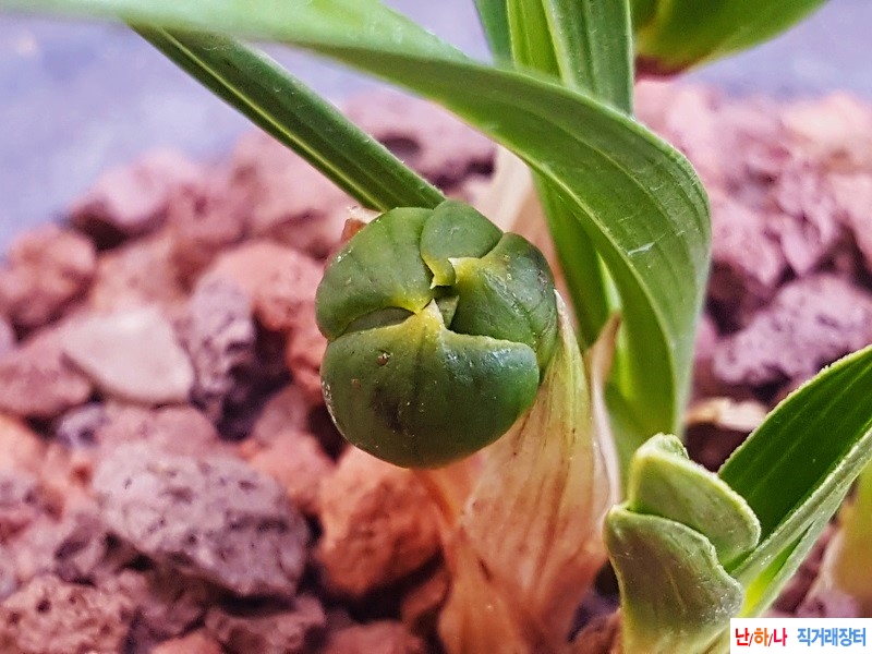 꽃보세요. (산반두화/?