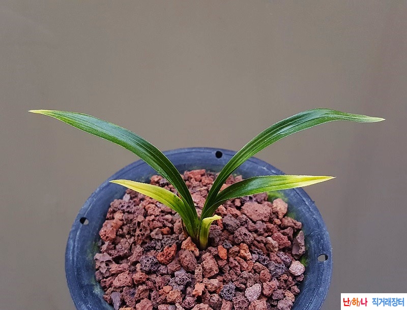 종자하세요. (단엽산반?