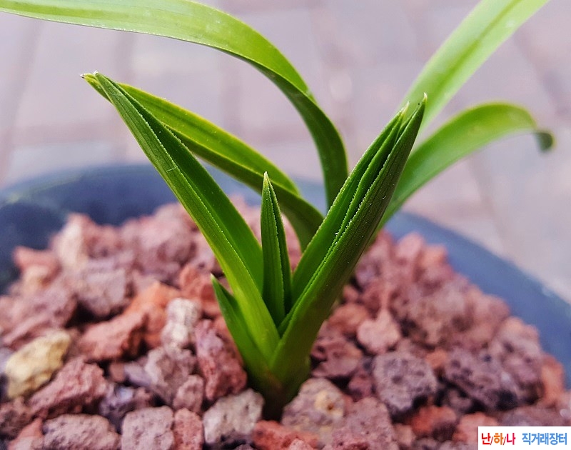 종자하세요. (단엽서반?