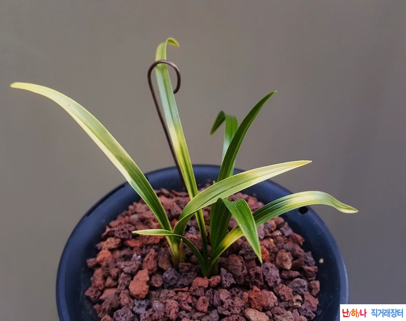 종자하세요. (백서반)