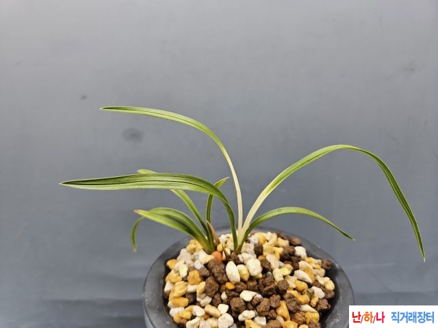 무명