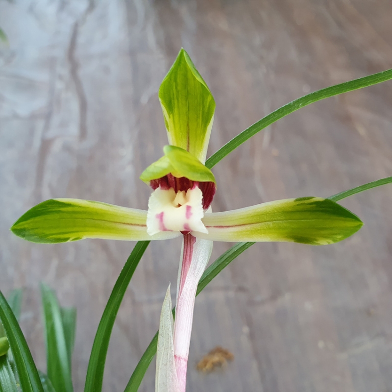 뮤명,,전시작,,중투화,,?