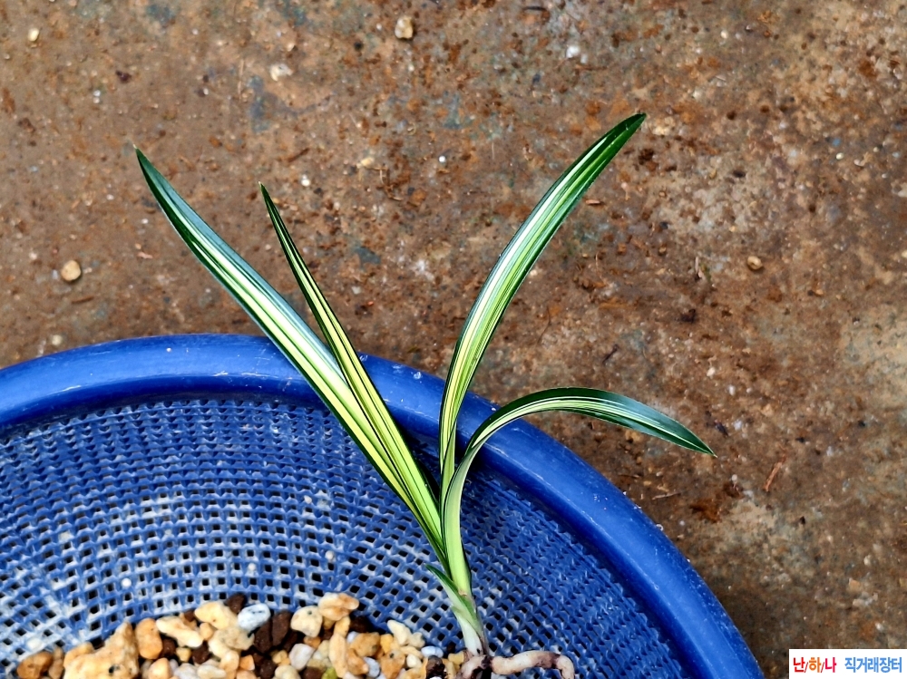 밑둥친입변황중투