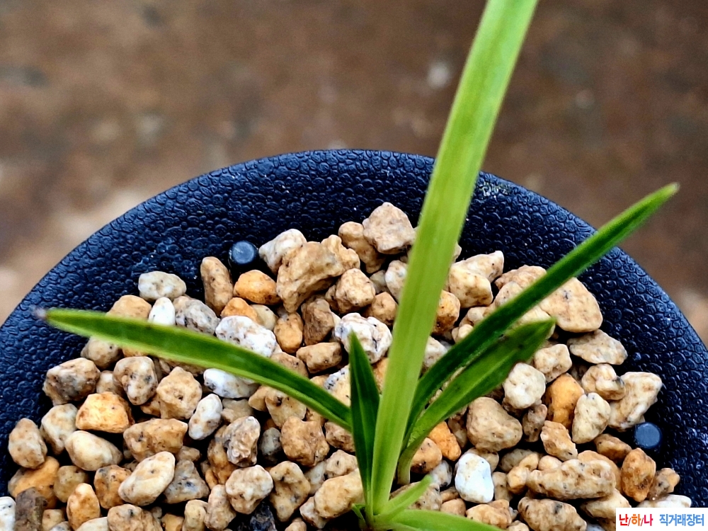 까닥지입변서반