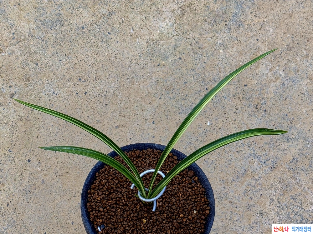 입변녹호산반종자