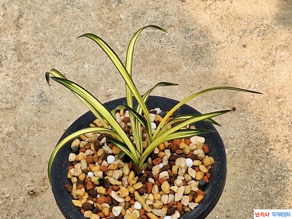 산출입변황중투