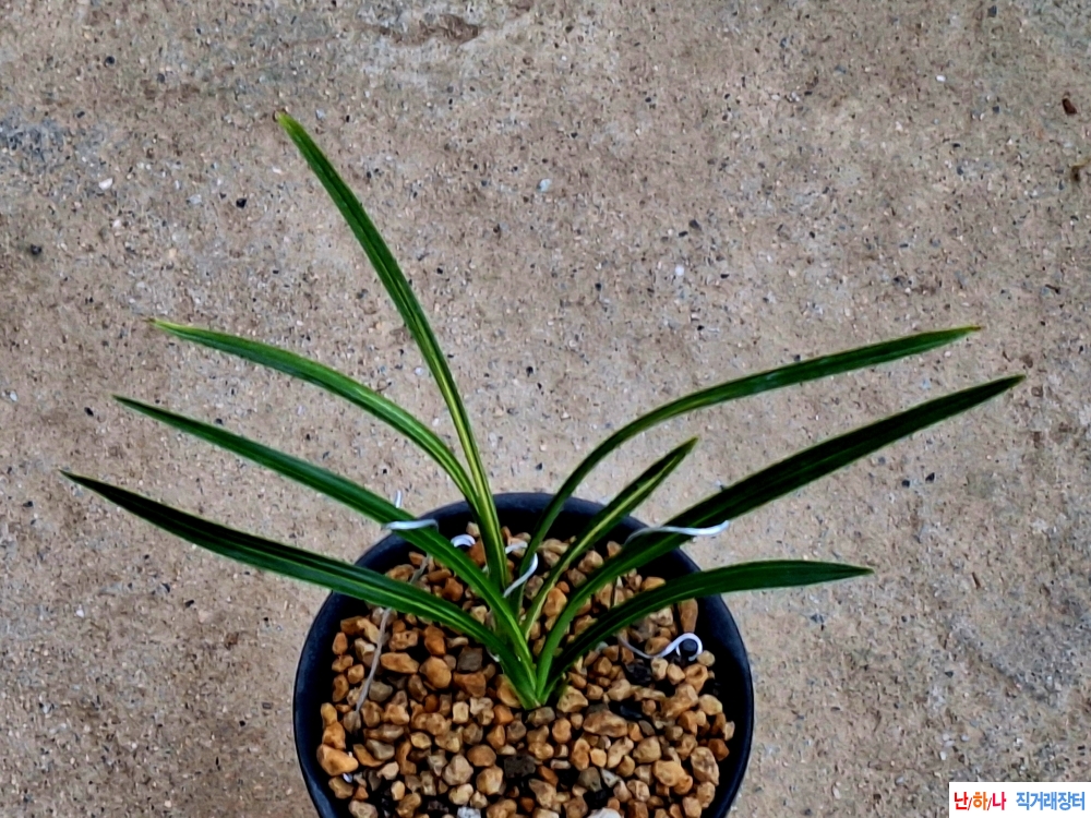 장단엽성 중투기대목