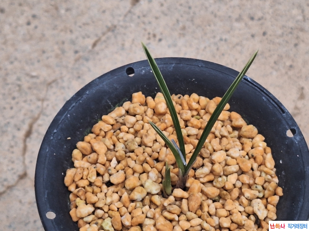 까닥지단엽성복륜