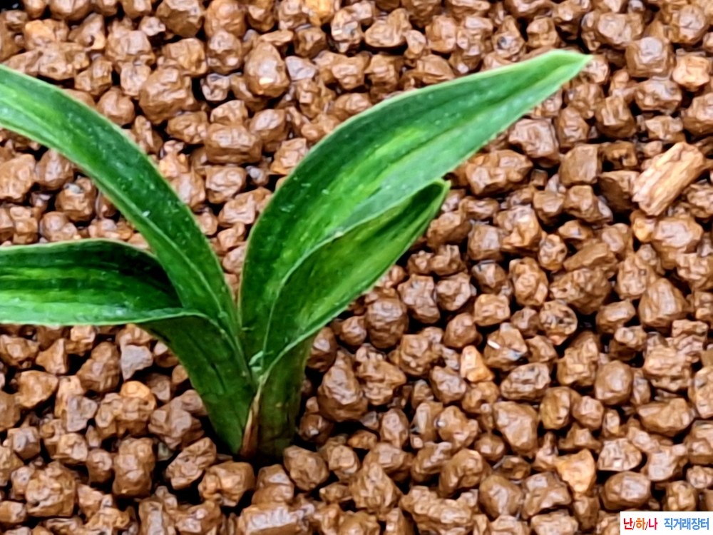 입변산반녹중투