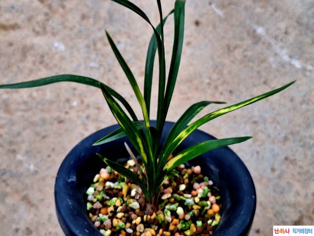 까닥지 극황호피