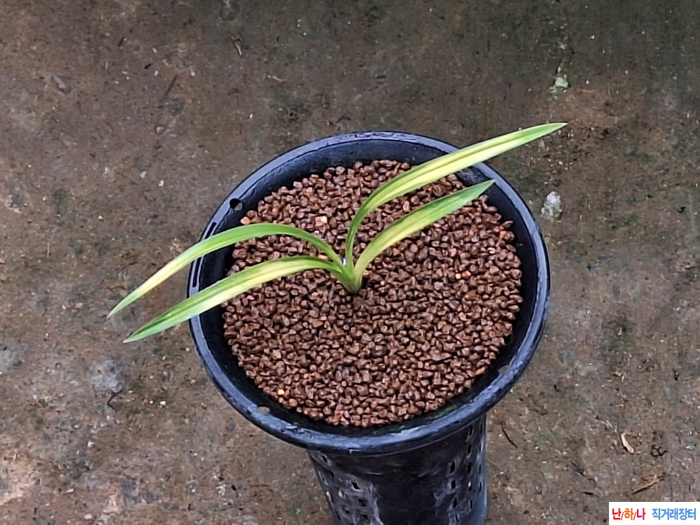 육질좋은입변황호피