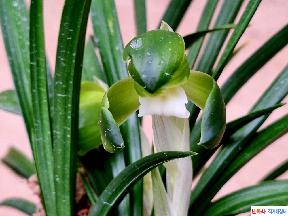 초광엽 입변화형소심