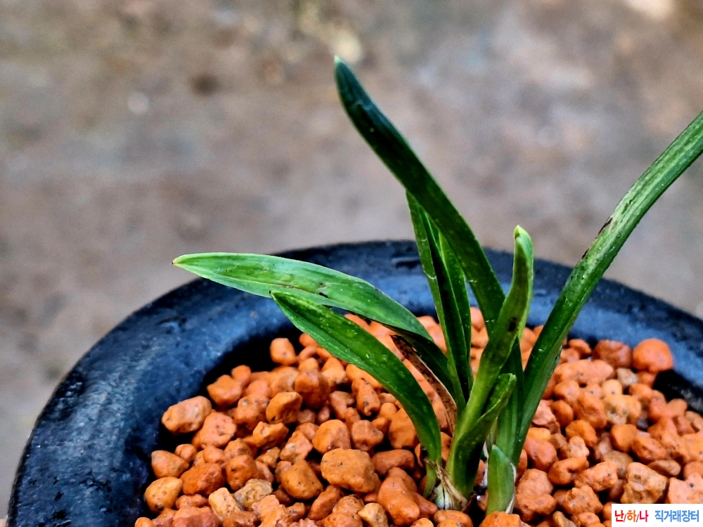 홍두기대두화변