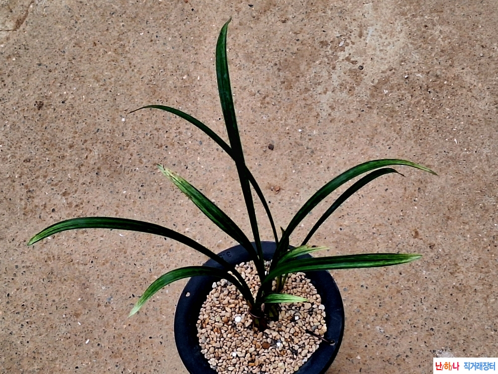 무소멸입변특산반