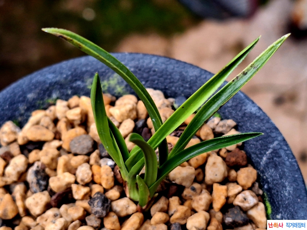 단엽색두기대서반