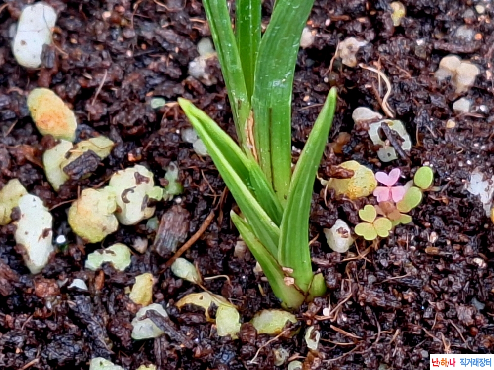 터져나온산반복륜