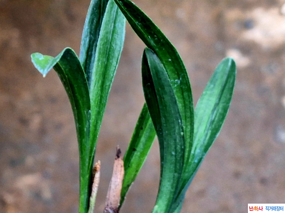 라사지 단엽반성