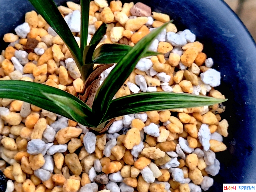 엽성무소멸황산반