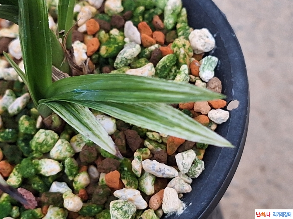 무소멸입변산반