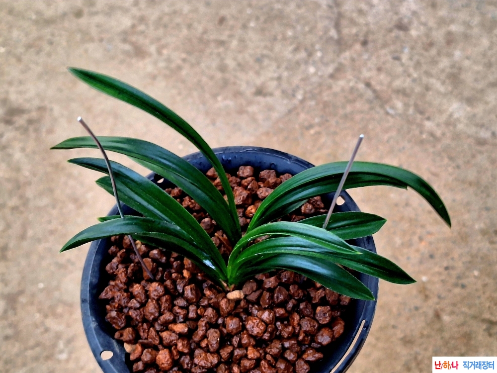 특 단엽성두화변