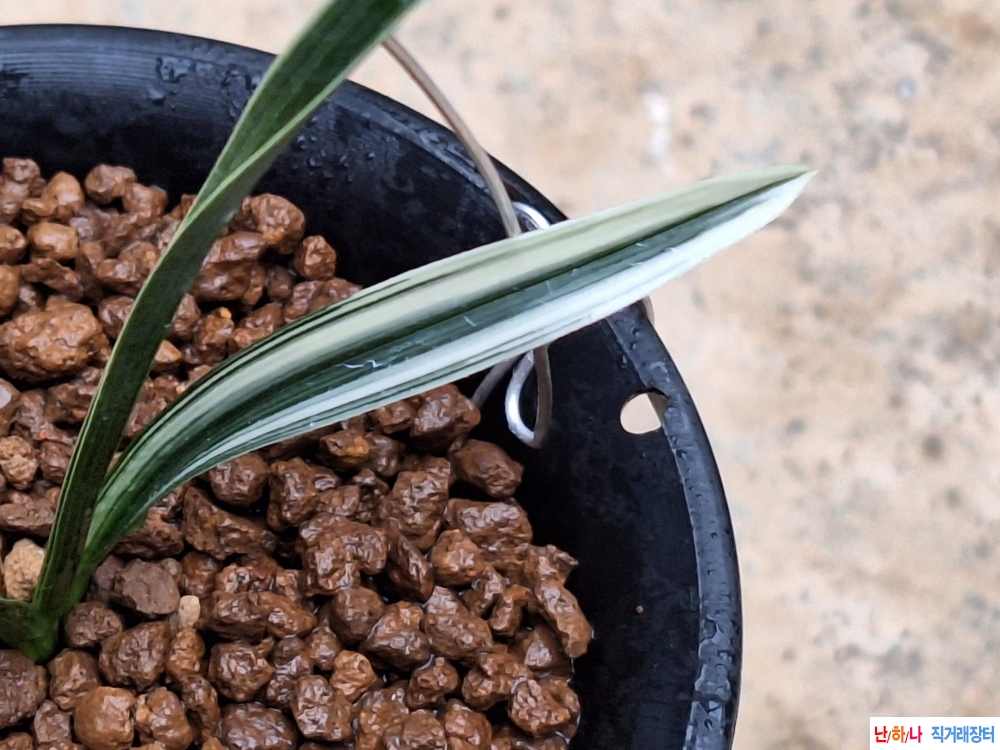 순백색입변복륜