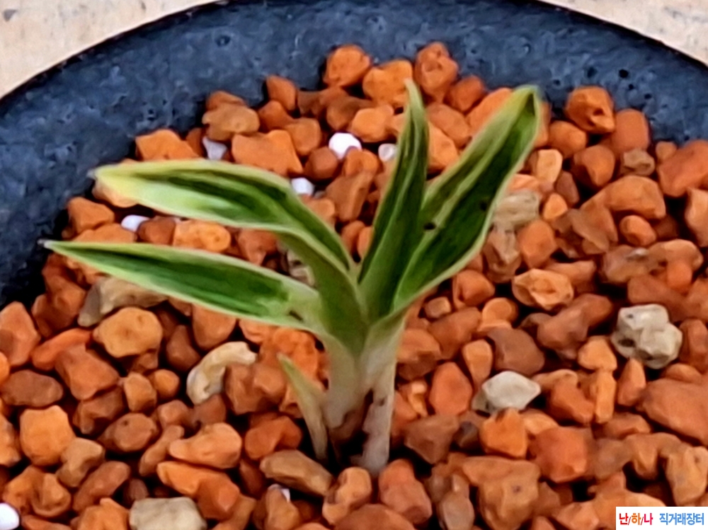 단엽성산반호복륜