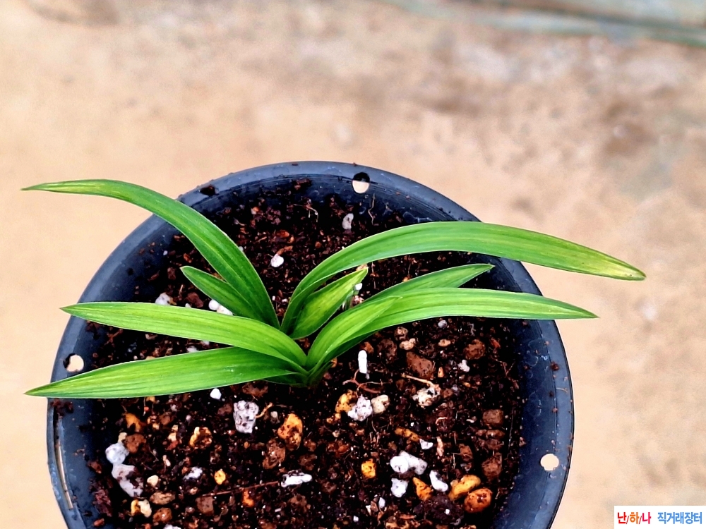 입변감산반중투