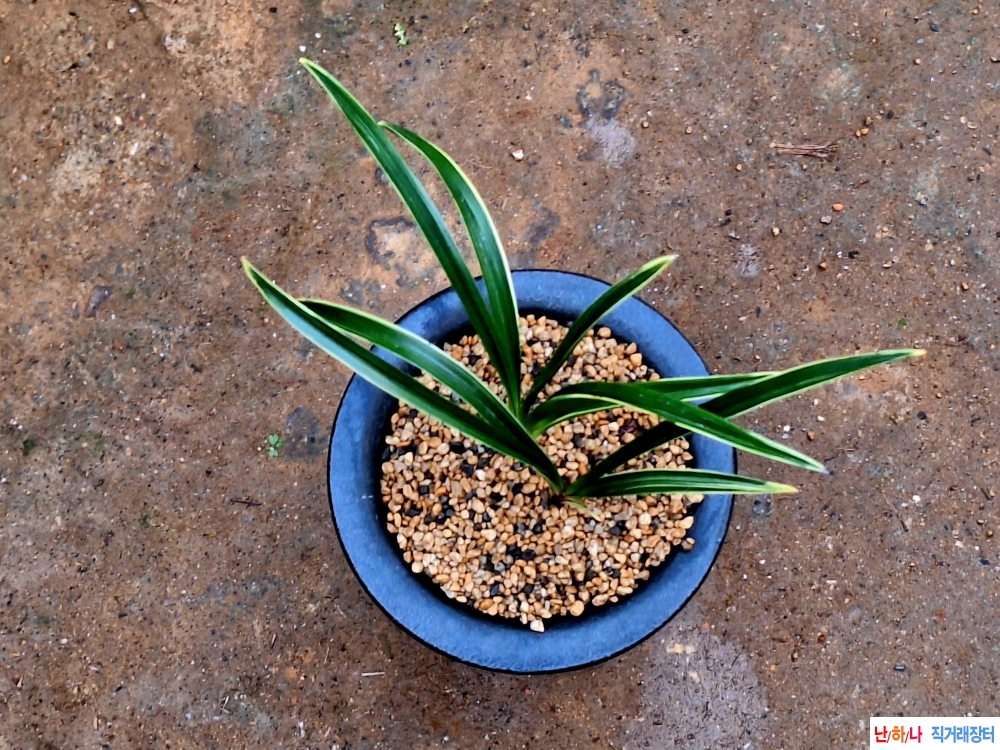 후육극황입변복륜