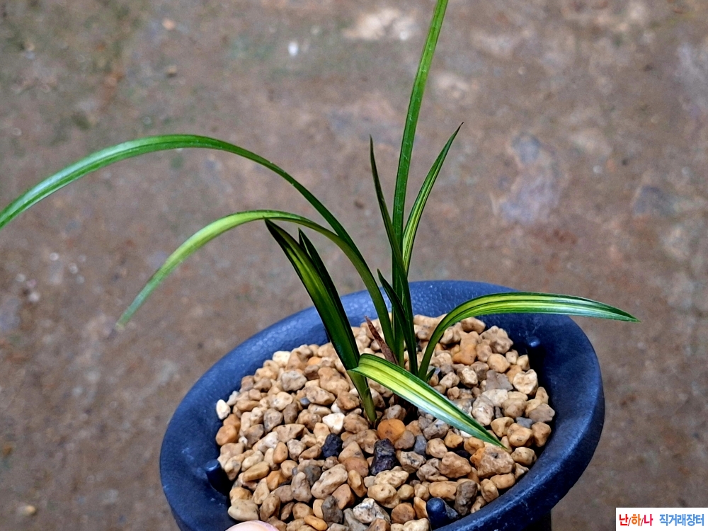 금계녹호산반중투