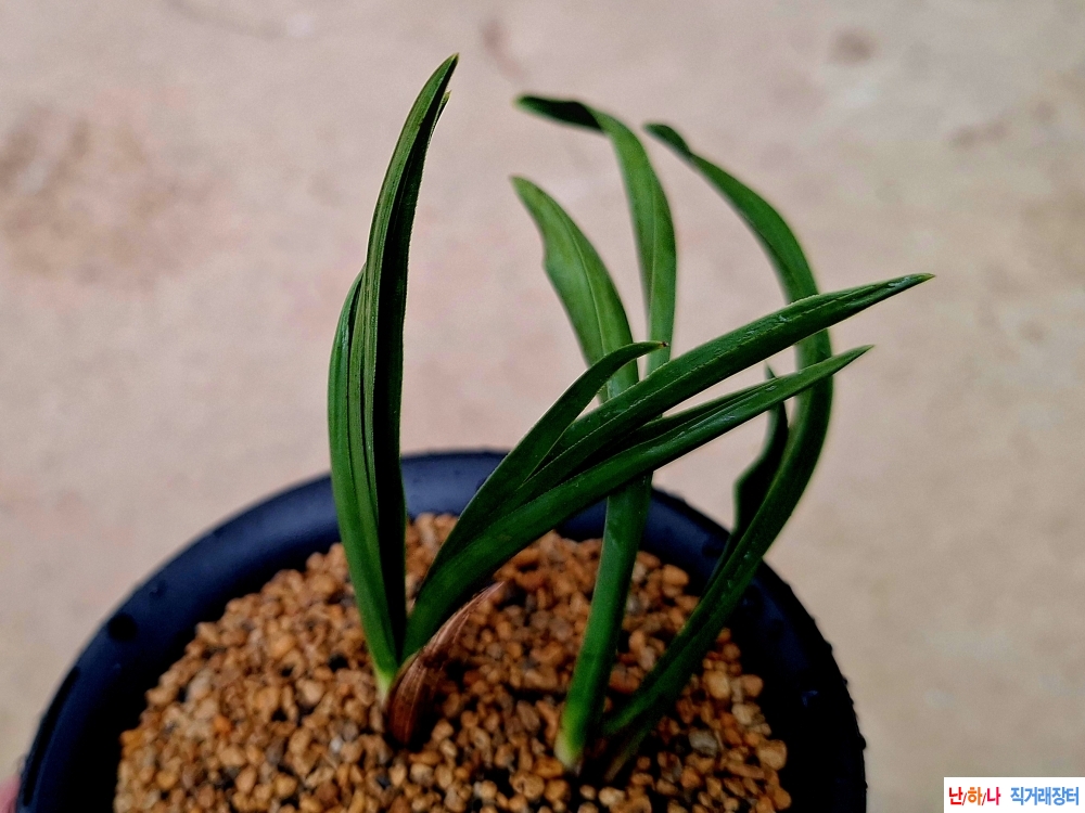 색두기대장단엽