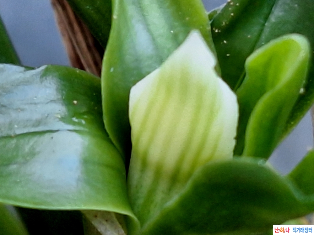 녹태설산반소심