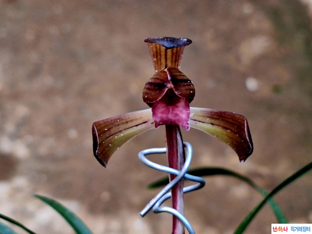 무명자홍색설화