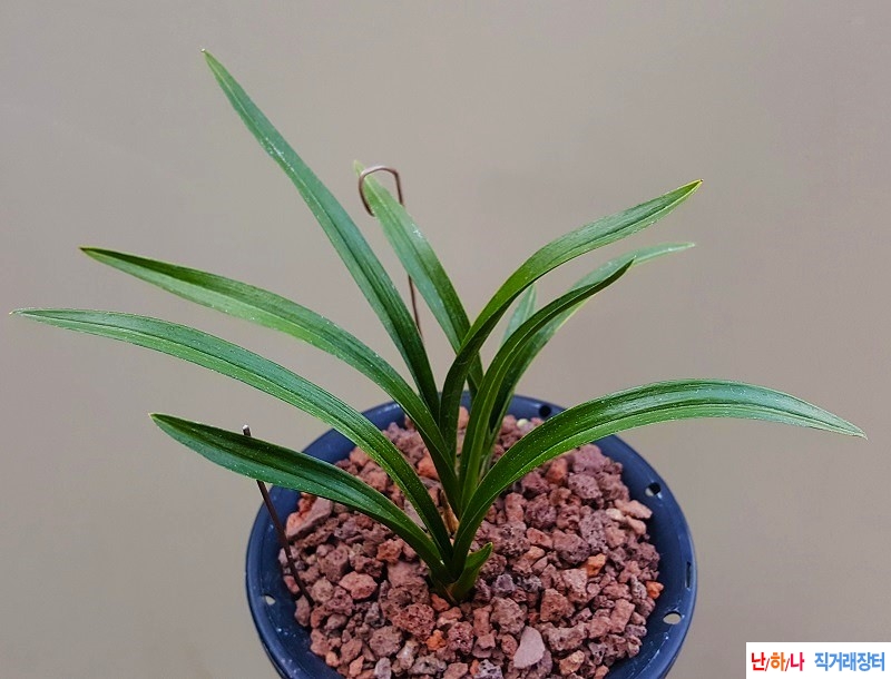 종자하세요. (장단엽/?