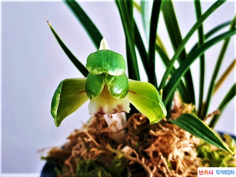 꽃보세요. (산반화/꽃?
