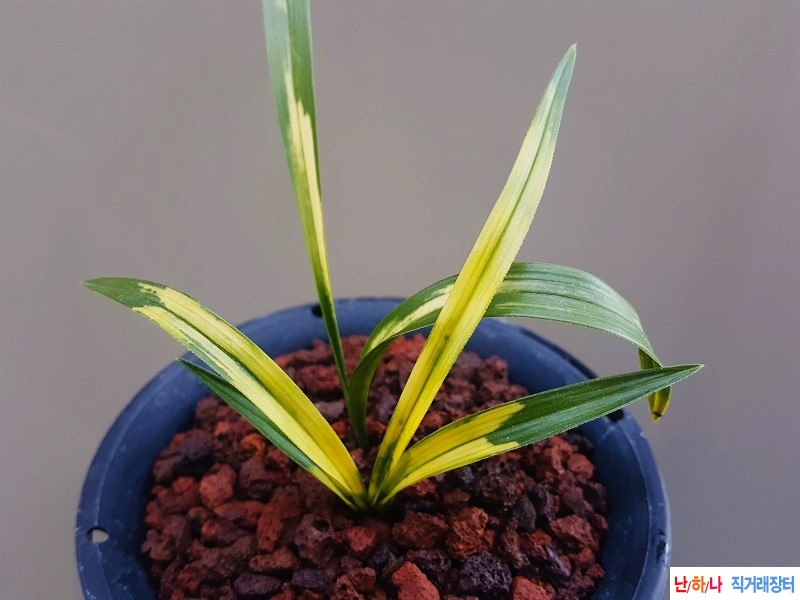 종자하세요. (극황/호?