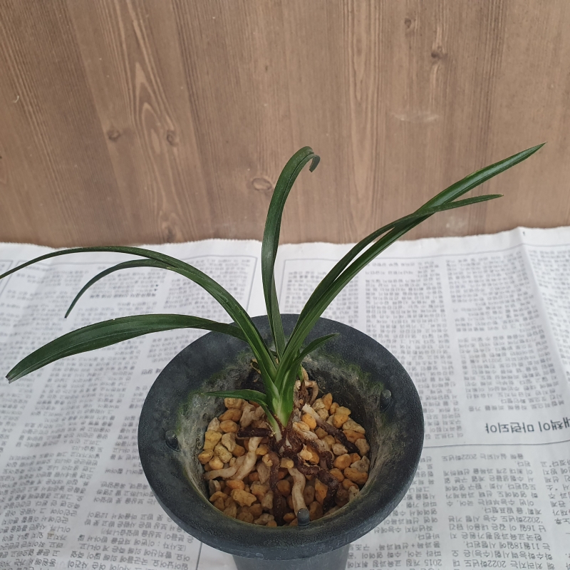 단엽,,서반