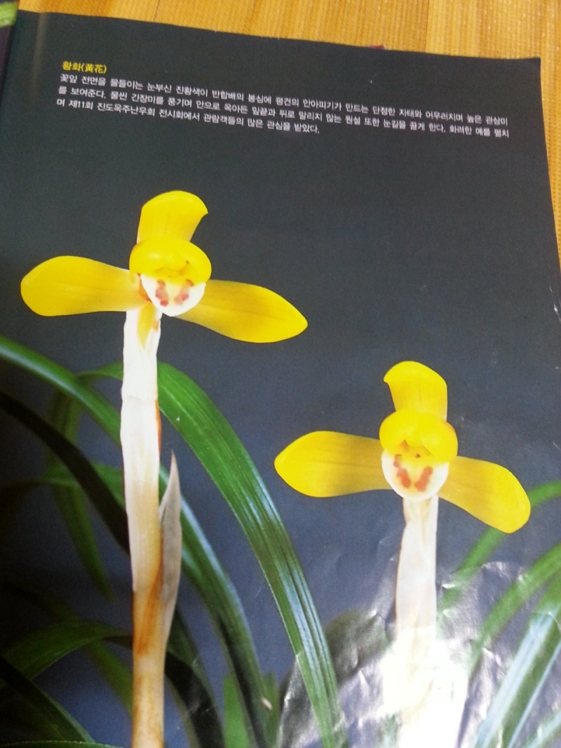 무명,,에이스,,극황,,진?