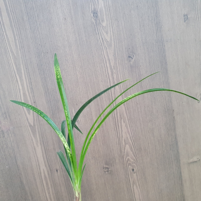 사피,,종자하세요