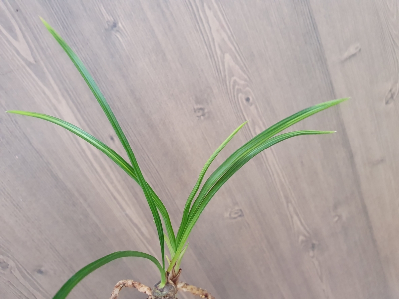 엽성,,황산반,,호